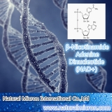 β-Nicotinamide Adenine Dinucleotide (NAD+)